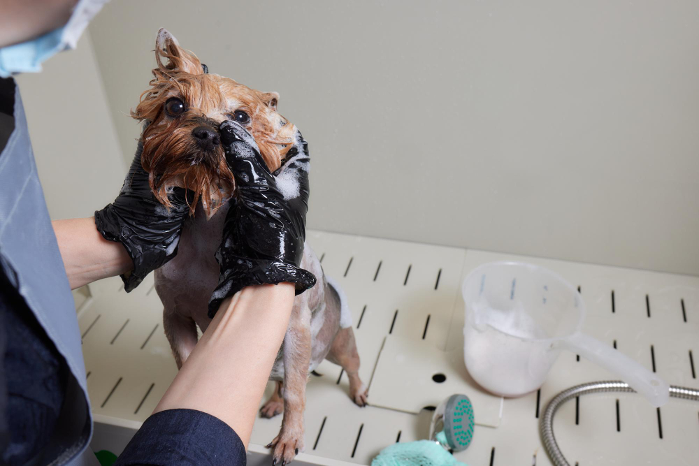 How to Sedate Your Dog for Grooming