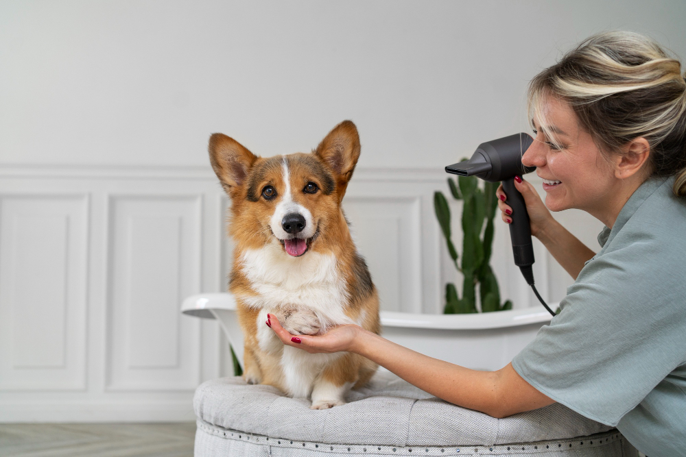 How to Start a Dog Grooming Business