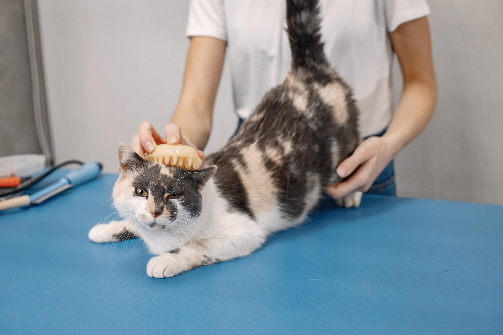 How to Restrain a Cat for Grooming